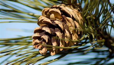 How To Grow Pine Trees From Pine Cones Garden Guides