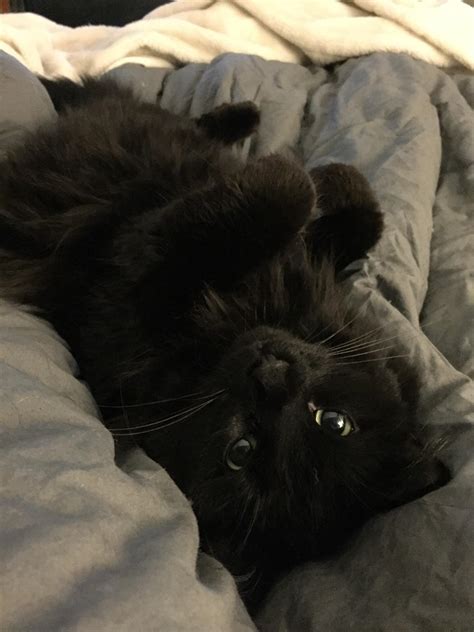Ivy Asking For Belly Rubs R Blackcats