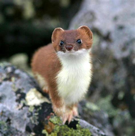 All About The Ermine