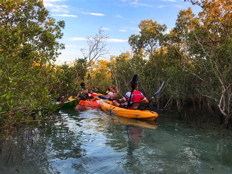 Why Mangrove Kayaking In Abu Dhabi Must Be On Your List Mangrove