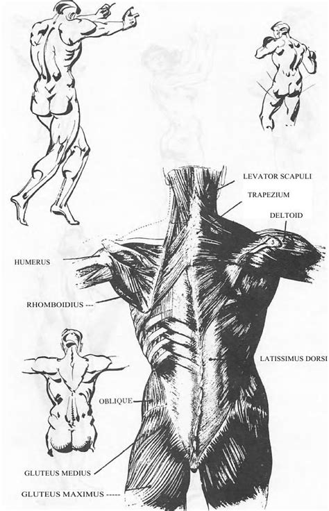 Pin By World Build Resource Chriss L On ‍human Anatomy With Images