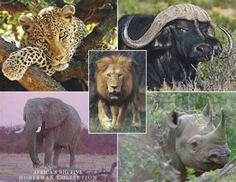 A Journey Of Postcards The Big 5 Of South Africa