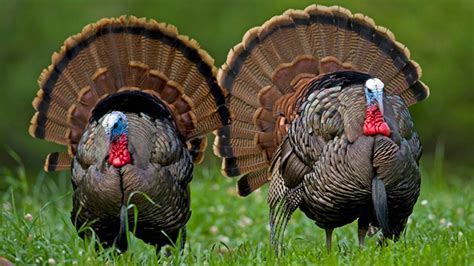 History Of The Wild Turkey In America A Great Comeback Story