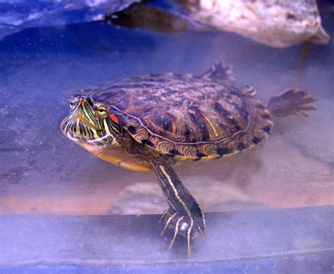 Red Eared Slider Turtle Facts Habitat Diet Pet Care Pictures
