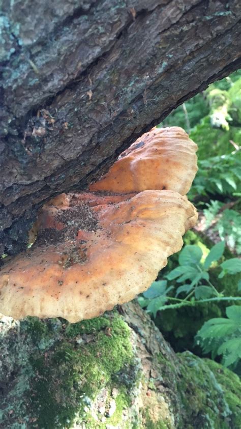 Id Uk Please Tree Fungus Mushroom Hunting And