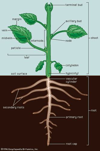 Root Cap Plant Anatomy Britannica