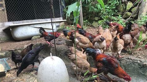 Pastured Poultry The Joy Of Hillside Chicken Farming Youtube