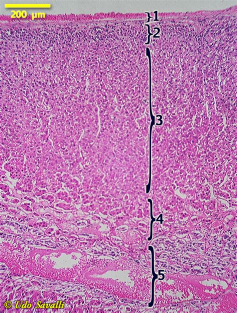 Overview Of Adrenal Histology Hot Sex Picture
