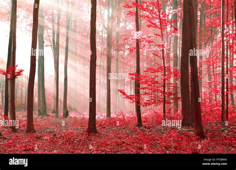 Magic Forest Stock Photo Alamy