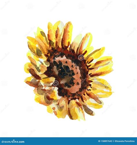 Watercolor Sunflower Isolated On A White Background Stock Illustration