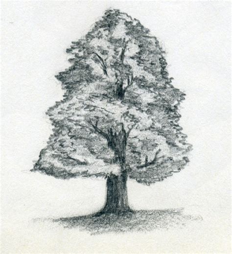 Easy Pencil Drawing Of Tree