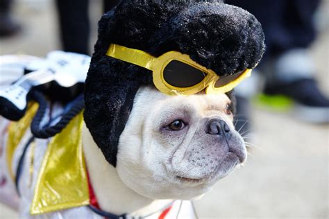 These 19 dogs deserve their own social accounts. Fun Halloween Costume Ideas for Your Pup! - PEDIGREE ...