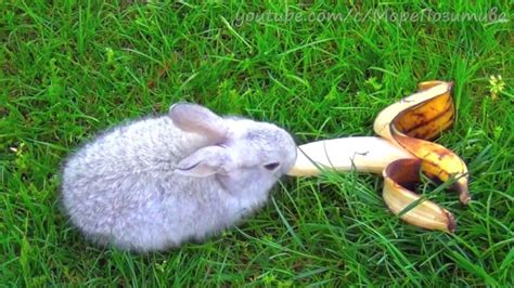 Кролик ест банан Rabbit Eating Banana Animals Rabbit