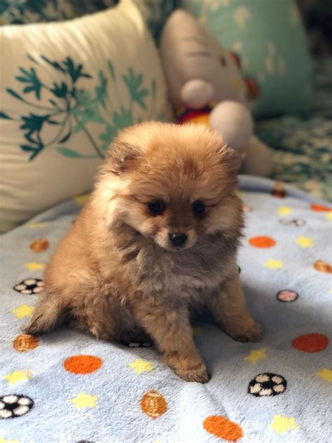 Pomeranian Puppies For Sale North Mona Lisa Road Az 261466