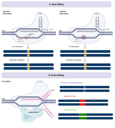 Ijms Free Full Text Crispr Cas9 Dna Base Editing And Prime Editing