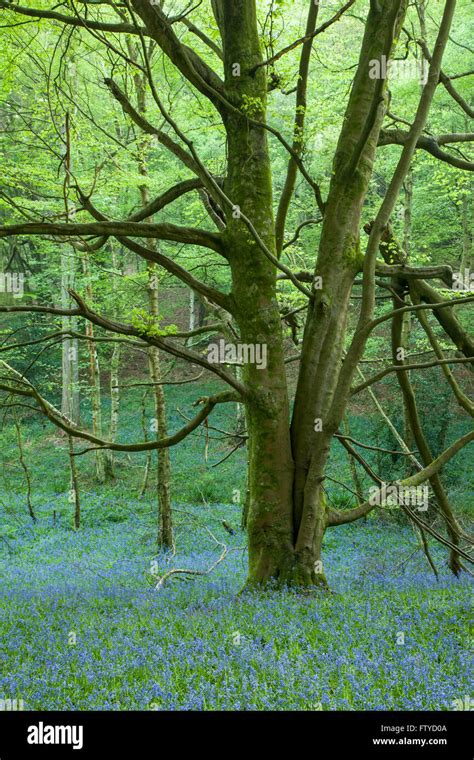 Bluebells Wood In West Sussex Stock Photo Alamy