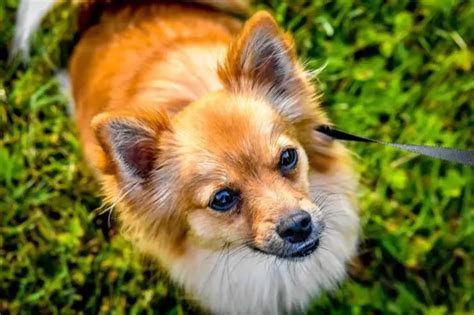 Pomeranian Chihuahua Puppies Dog For Adoption Simone A Pomeranian