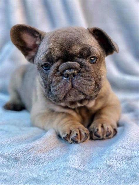 Why are french bulldogs are so expensive? Why is the French Bulldog so Expensive? • The Pets KB