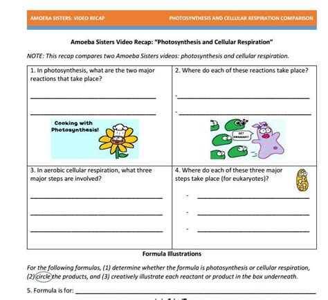 Amoeba sisters multiple alleles work sheet. Cellular respiration and photosynthesis comparison handout made by the Amoeba Sisters. Click to ...
