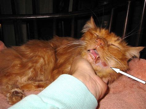 We did not find results for: When To Euthanize A Cat With Cancer - Cat and Dog Lovers