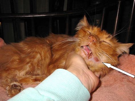 Tumors that occur in the back of the mouth or under/on the tongue are rarely seen until signs of drooling, weight loss, halitosis (bad breath), difficulty eating, and bloody discharge from the mouth are noted. When To Euthanize A Cat With Cancer - Cat and Dog Lovers