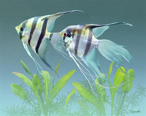 Freshwater Angelfish Pair Digital Art By M Spadecaller Fine Art America