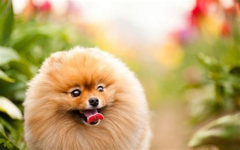 Pomeranian Puppy Wallpapers (40 Wallpapers) - Adorable Wallpapers