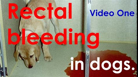 How I Stop Bloody Discharges Rectal Bleeding Video Six Youtube