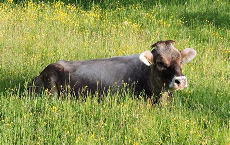 Free Images Nature Grass Field Farm Meadow Wildlife Cow