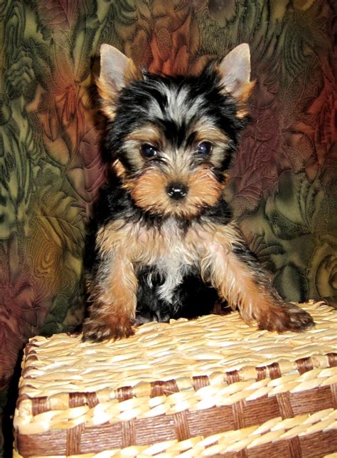 Yorkie Puppies Mn Cute Teacup Yorkie Puppies For Sale Nearby Home