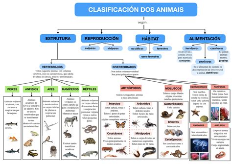 Infografia Del Reino Animal Clasificacion De Seres Vivos Reino Images