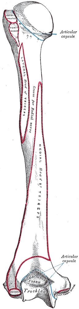 Figure Upper Arm Anatomy Anatomy Includes Statpearls Ncbi