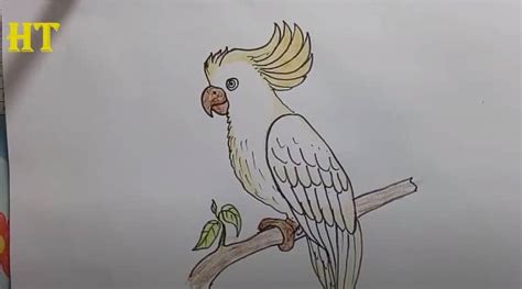 how to draw a cockatoo step by step bird drawing easy entertainment for all