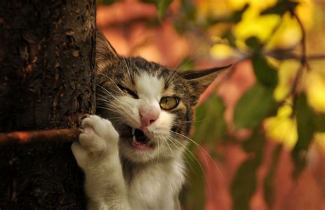 Wallpaper Branch Fangs Whiskers Wild Cat Tree Flower Kitten