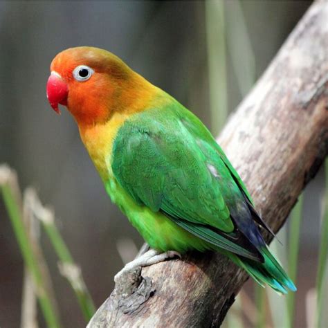 African Lovebird Health Personality Colors And Sounds Petguide