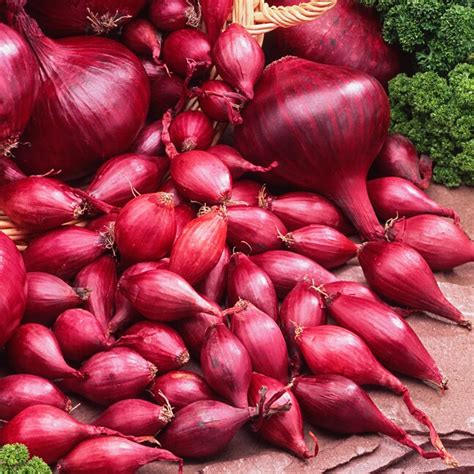 Gurneys Seed And Nursery Red Onion Sets Plant In Spring For Summer