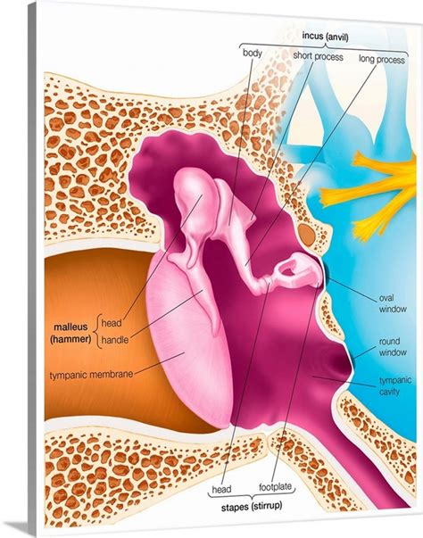 Auditory Ossicles Of The Middle Ear Sensory Organ Wall Art Canvas