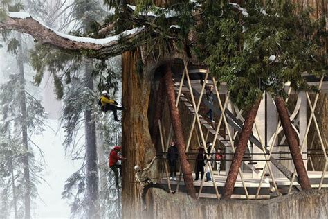 Giant Sequoia Skyscraper Concept Lets You Live In The Trees