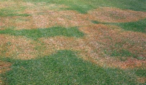 Information On How To Identify And Manage Brown Patch In Turf Lebanonturf