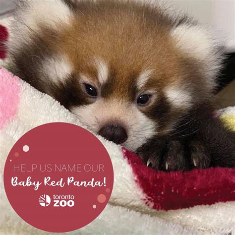 Help The Toronto Zoo Name Their Baby Red Panda Scrolller