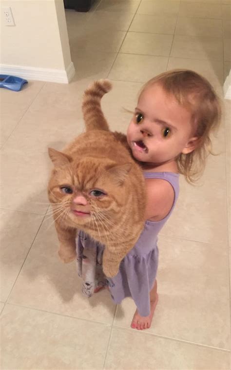 Cat Face Swapped With A Toddler The Best Face Swap Fails