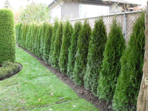 10 Best And Beautiful Living Plants Fence Ideas For Your Garden Chain