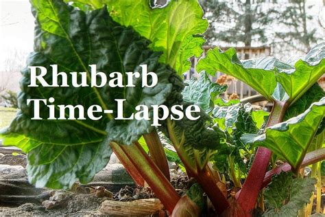 Time Lapse Of Rhubarb Growing Happily Natural