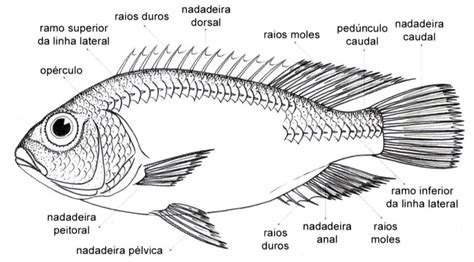 Estrutura Externa Do Corpo Do Peixe