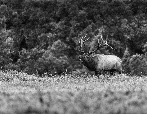 A Bull Elk Enters A Field In Pennsylvania Behance