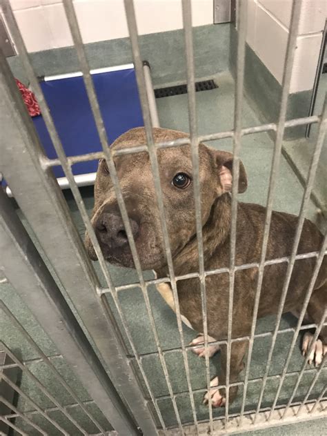 Thinking about adopting a pet for Valentine's Day? Wake County Animal