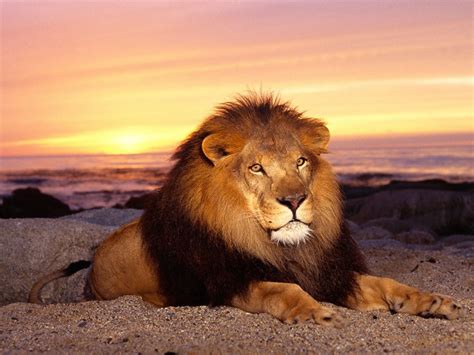 Encyclopedia Of Animal Facts And Pictures Pictures Of Lions