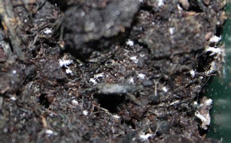 How To Get Rid Of Tiny Bugs In Your Plant Soil Sc Garden Guru
