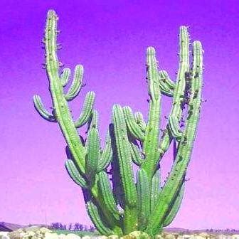 It's also probably better for the the translucent skin can often be removed by hand, revealing a layer of wet, dark green flesh beneath it. most potent cactus for "growing" - The Psychedelic ...