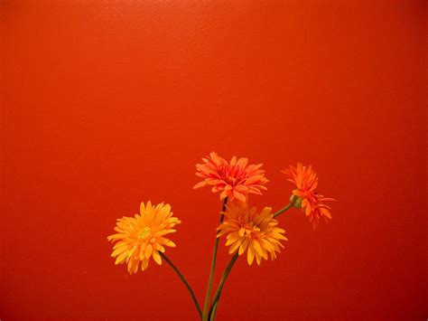 Orange Flowers Wallpapers Hd Wallpapers Id 5691